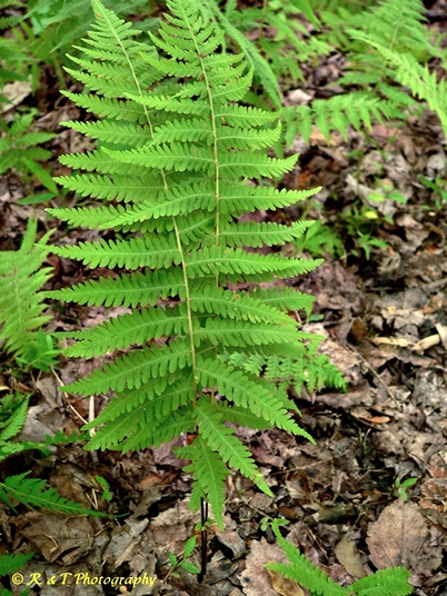 {Parathelypteris noveboracensis}
